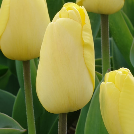 Darwin-Tulpen Golden Parade - Tulipa 'golden parade'