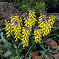 Gelbe Traubenhyazinthen 'Golden Fragrance' - Muscari macrocarpum 'golden fragrance' - Blumenzwiebeln