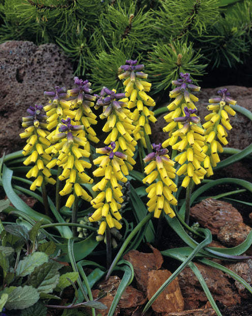 Gelbe Traubenhyazinthen 'Golden Fragrance' - Muscari macrocarpum 'golden fragrance' - Muscari