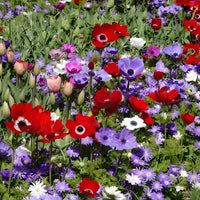 Anemone 'De Caen' Mischung - Anemone coronaria de Caen - Bakker