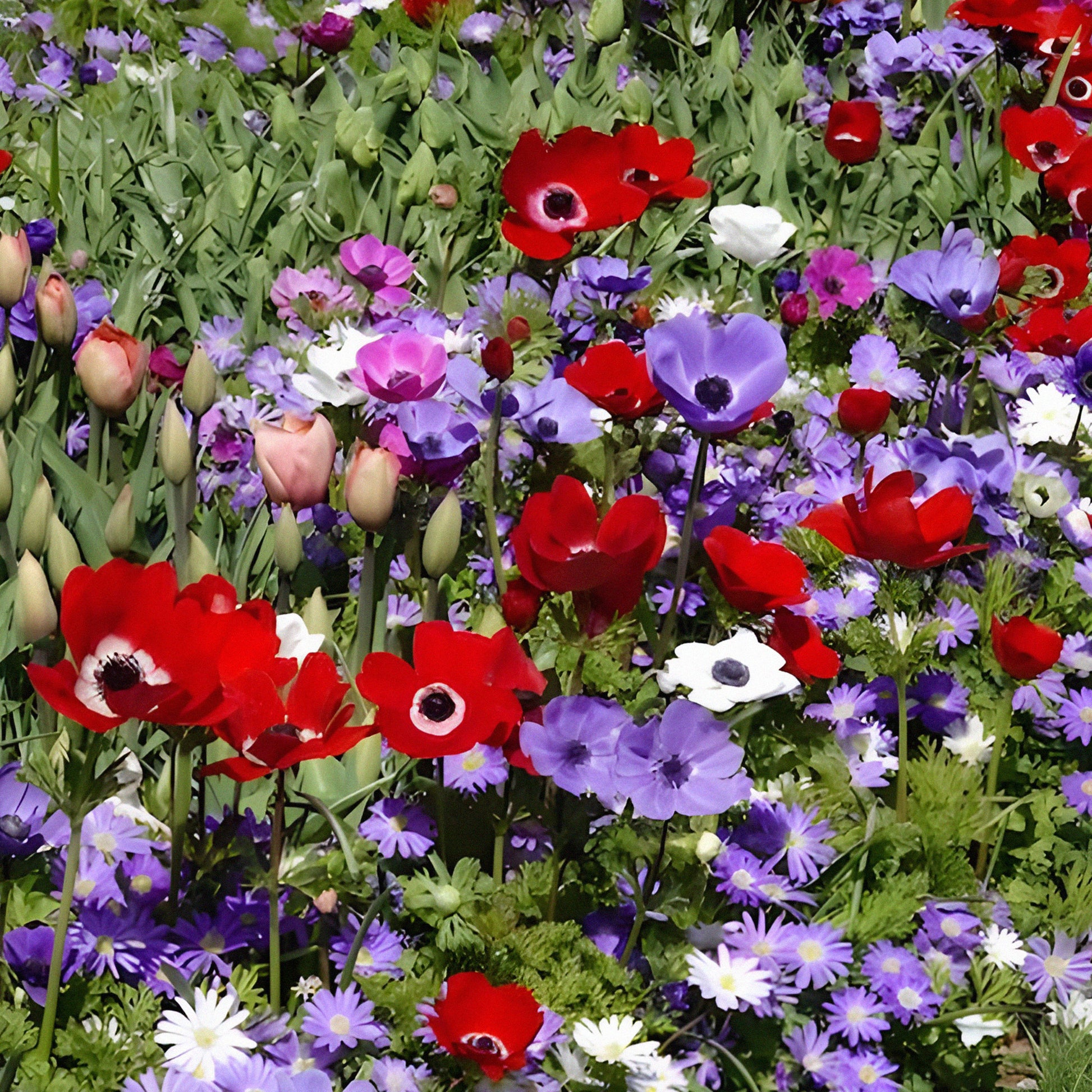 Blumenzwiebeln Anemone 'De Caen' Mischung - Anemone coronaria de caen