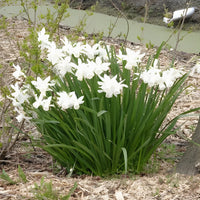 Narcissus triandrus Thalia - Narzisse 'Thalia' (x7) - Narzissen-Zwiebeln