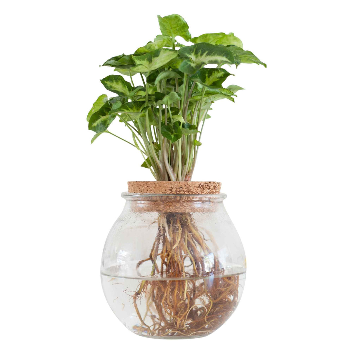 Syngonium im Kugelglas - Hydroponik