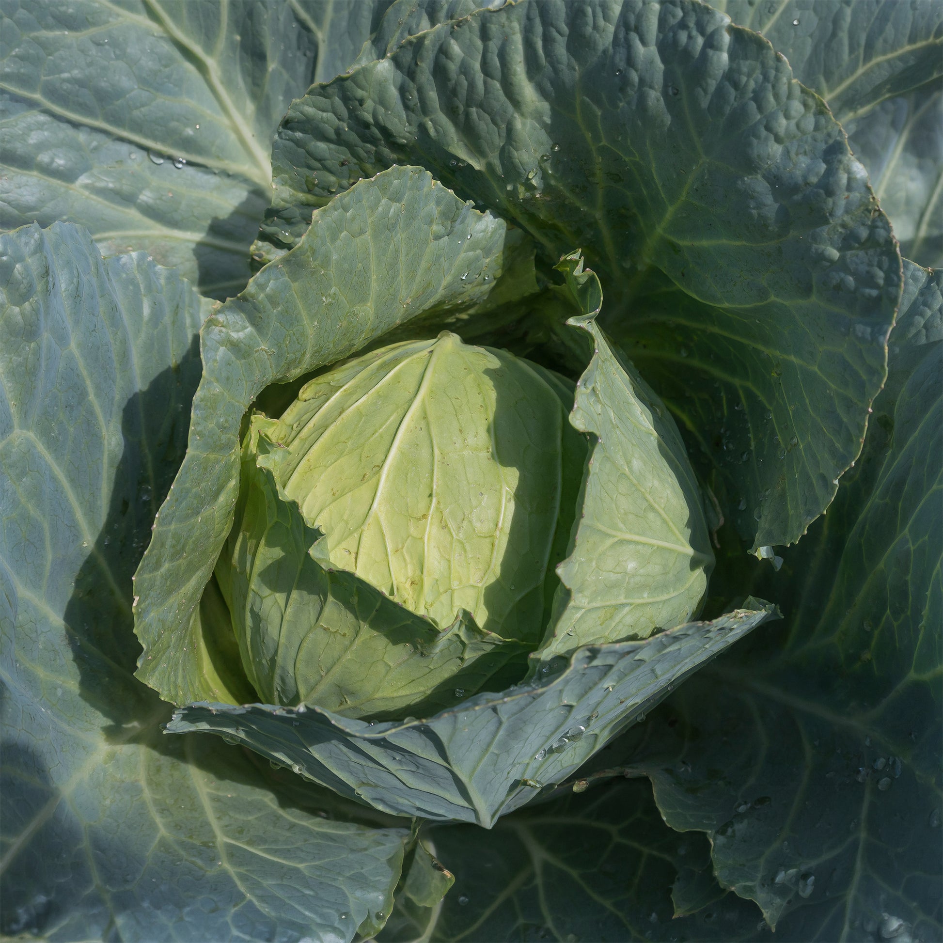 Weißkohl ‘Roem van Enkhuizen 3’ Bio - Brassica oleracea  capitata roem van enkhuizen 3 - Bakker