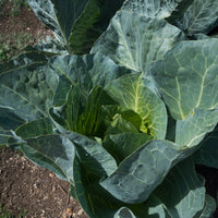Samen für Kohl - Weißkohl ‘De Brunswick’ - Brassica oleracea capitata de brunswick