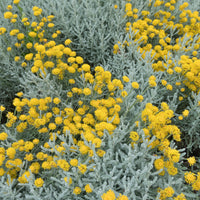 Santolina chamaecyparissus - Graues Heiligenkraut - Stauden