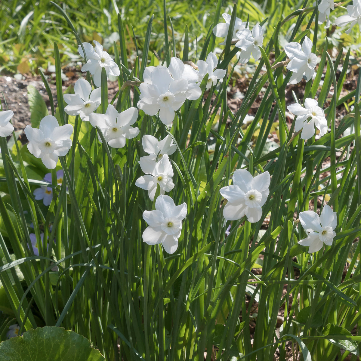 Mini-Narzissen Princess Zaide (x5) - Narcissus 'princess zaide' - Bakker