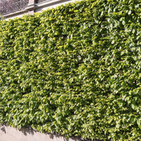 Verkauf Carpinus betulus - Hainbuche (x10)