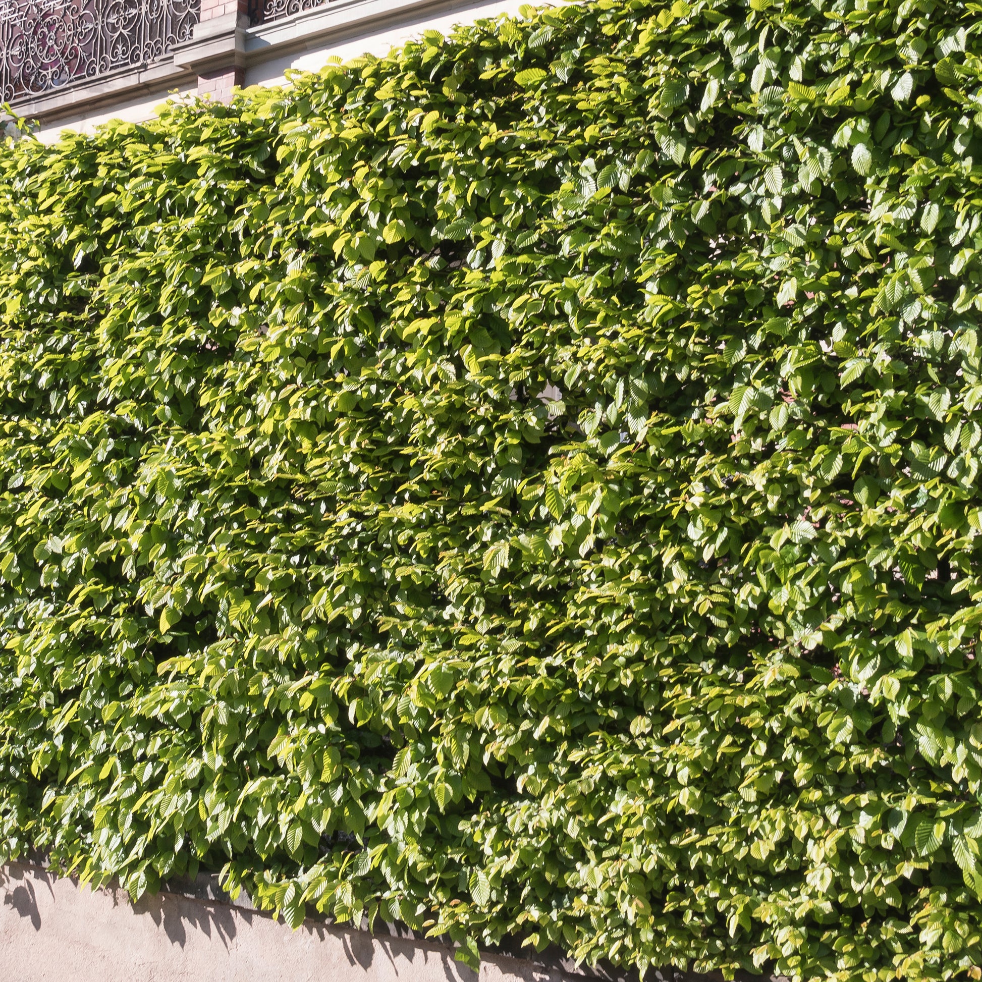 Verkauf Carpinus betulus - Hainbuche (x10)