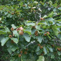 Verkauf Rotbuche - Fagus sylvatica