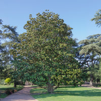 Großblütige Magnolie Alta - Magnolia grandiflora Alta - Bakker