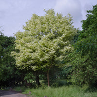 Bunter Spitzahorn Drummondii - Bakker