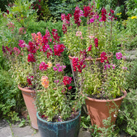 Löwenmäulchen Mischung 'Majestic' - Antirrhinum majus - Bakker