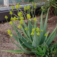 Verkauf Aloe vera - Aloe vera