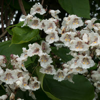 Trompetenbäume - Catalpa - Trompetenbaum - Catalpa bignonioides
