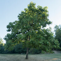 Verkauf Trompetenbaum - Trompetenbäume - Catalpa