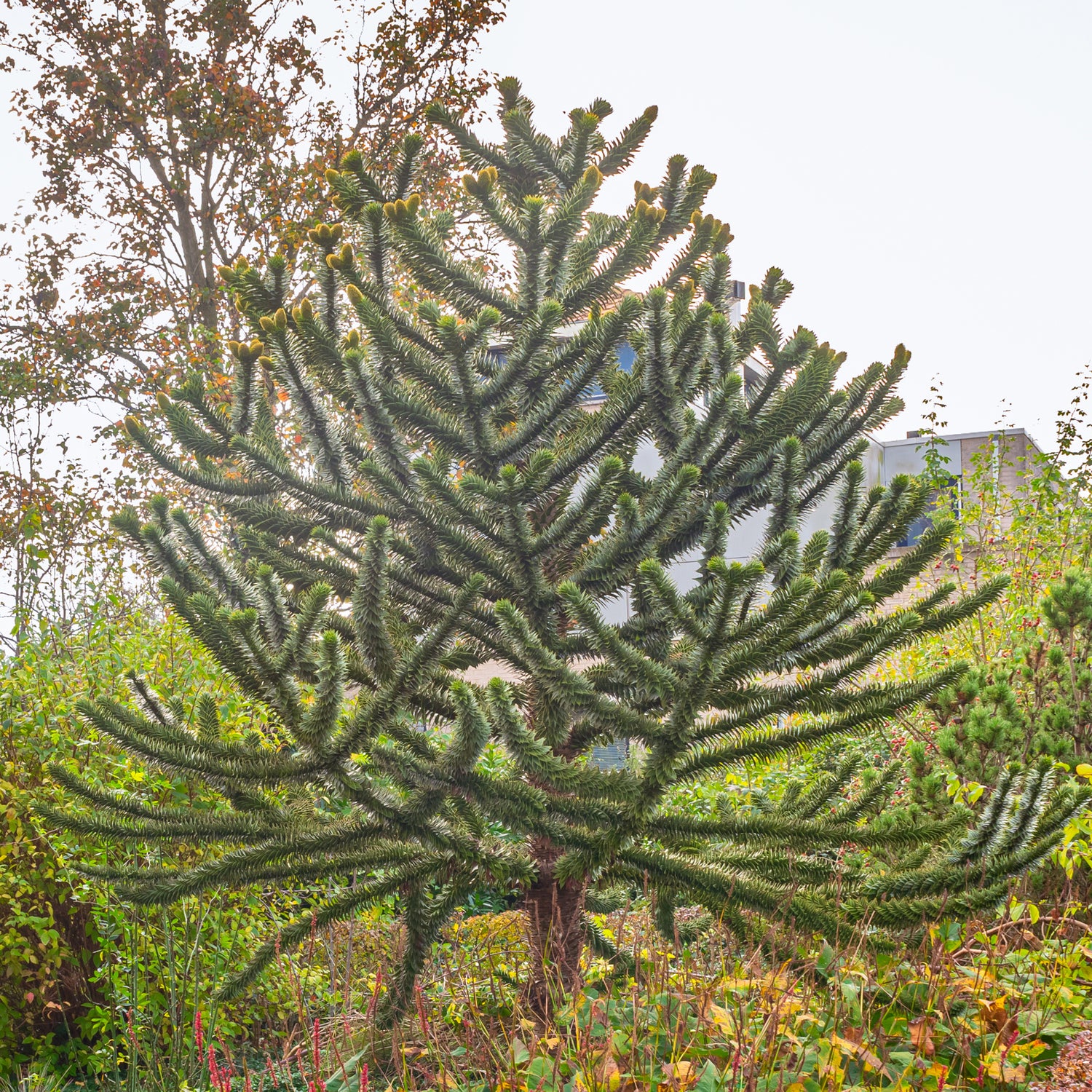 Araucaria - Andentanne