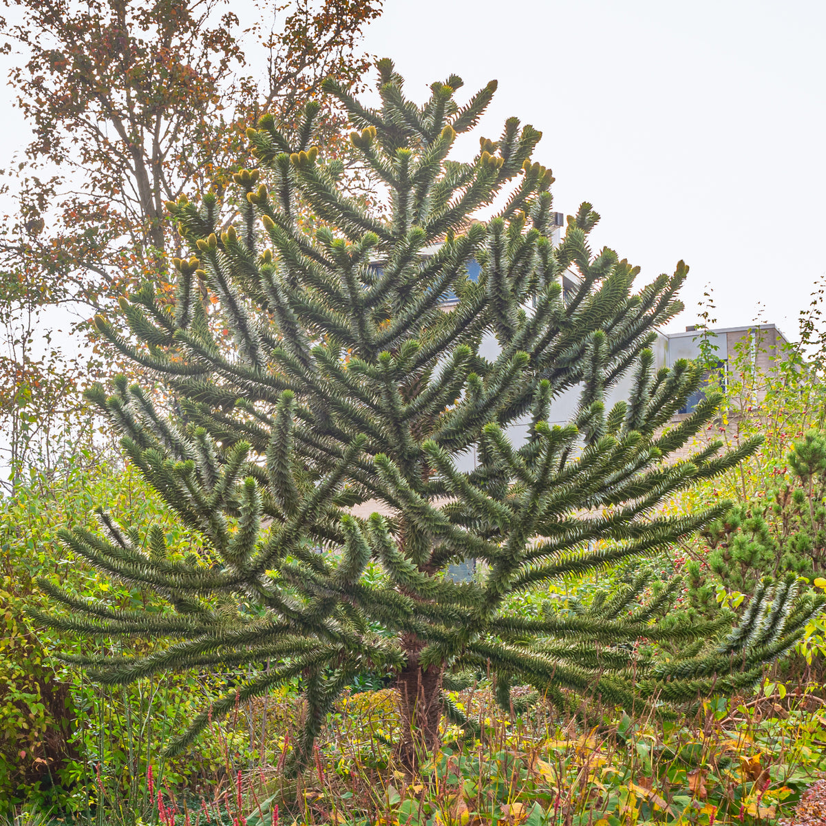 Affenbaum - Bakker