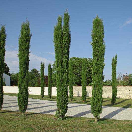 Mittelmeerzypresse Totem - Cupressus sempervirens Totem