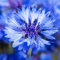 Kornblume Blue Boy - Centaurea cyanus blue boy - Gemüsegarten