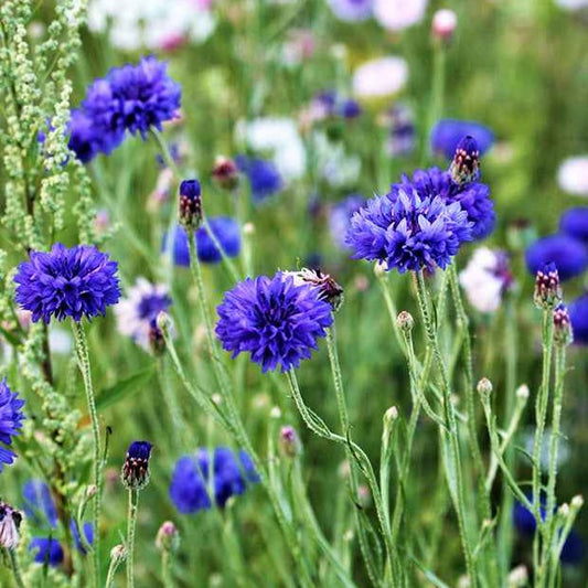 Kornblume Blue Boy - Centaurea cyanus blue boy - Blumensaat