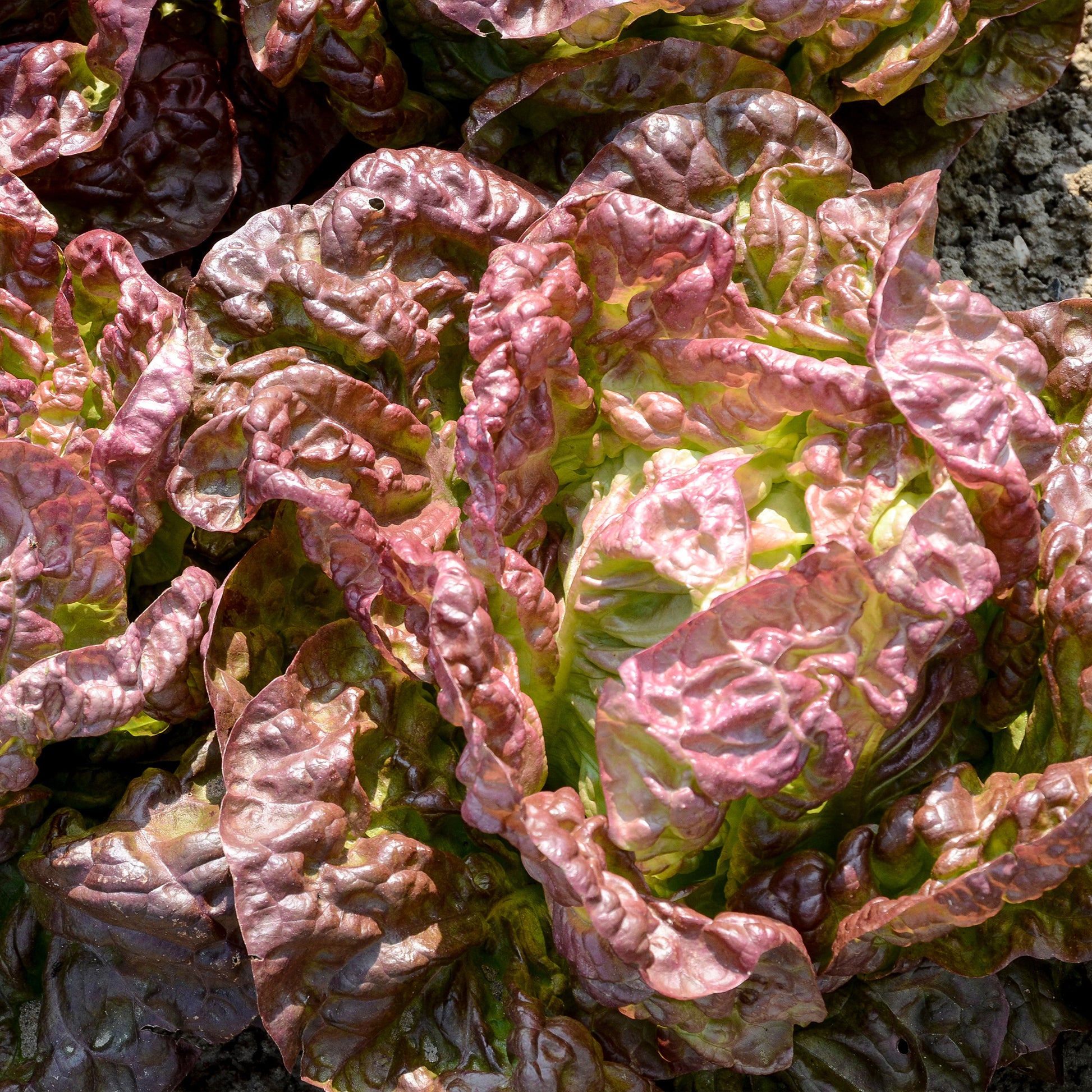 Kopfsalat ‘Merveille des quatre saisons’ - Lactuca sativa Merveille des Quatre Saisons - Bakker
