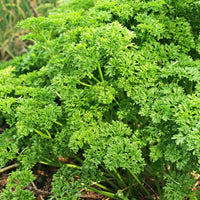 Dunkelgrüne krause Petersilie - Petroselinum crispum frisé vert foncé - Gemüsegarten