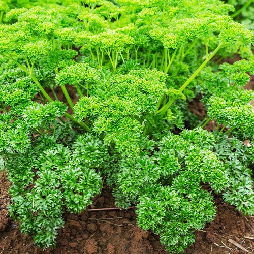 Kräuter Mischung (Petersilie, Basilikum, Kerbel, Schnittlauch) - Collection de fines herbes (persil, basilic, cerfeuil, ciboulette) - Gemüsegarten