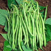 Grüne Bohne Braimar - Phaseolus vulgaris braimar - Gemüsegarten
