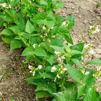 Grüne Bohne Braimar - Phaseolus vulgaris braimar - Gemüsesaat