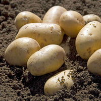 Kartoffel Charlotte - Solanum tuberosum charlotte - Gemüse
