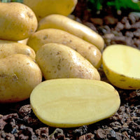 Kartoffel Charlotte - Solanum tuberosum charlotte - Gemüsegarten