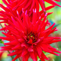 Dahlia Red Pigmy - Dahlie Red Pigmy (x3) - Dahlien-Zwiebeln