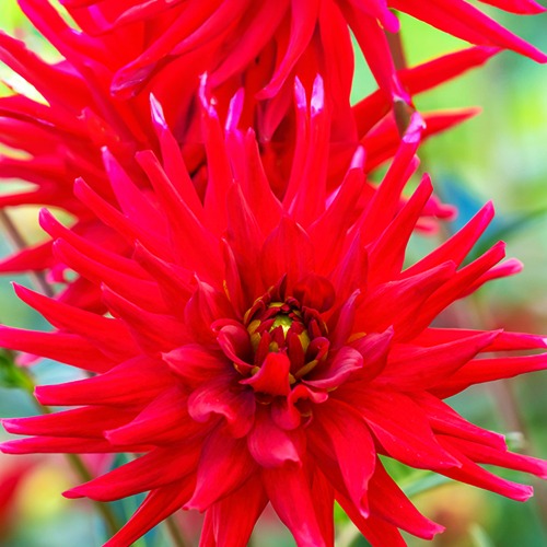 Dahlia Red Pigmy - Dahlie Red Pigmy (x3) - Dahlien-Zwiebeln