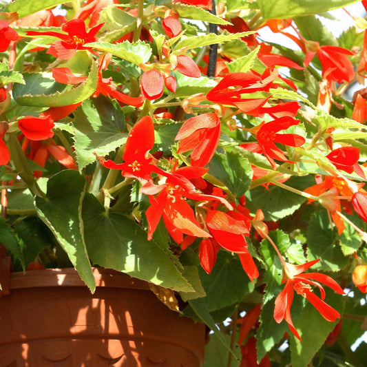 Begonie Tanais (x2) - Bakker