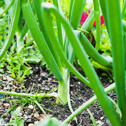 Zwiebel Centurion F1 - Allium cepa centurion f1 - Gemüsegarten