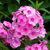 Flammenblume rosa (x3) - Phlox paniculata pink - Sträucher und Stauden