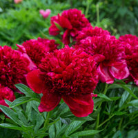 Paeonia lactiflora x Sorbet, Immaculée, Red Charm - Pfingstrose 'Red Charm' + 'Immaculate' + 'Sorbet' Mischung (x3) - Stauden