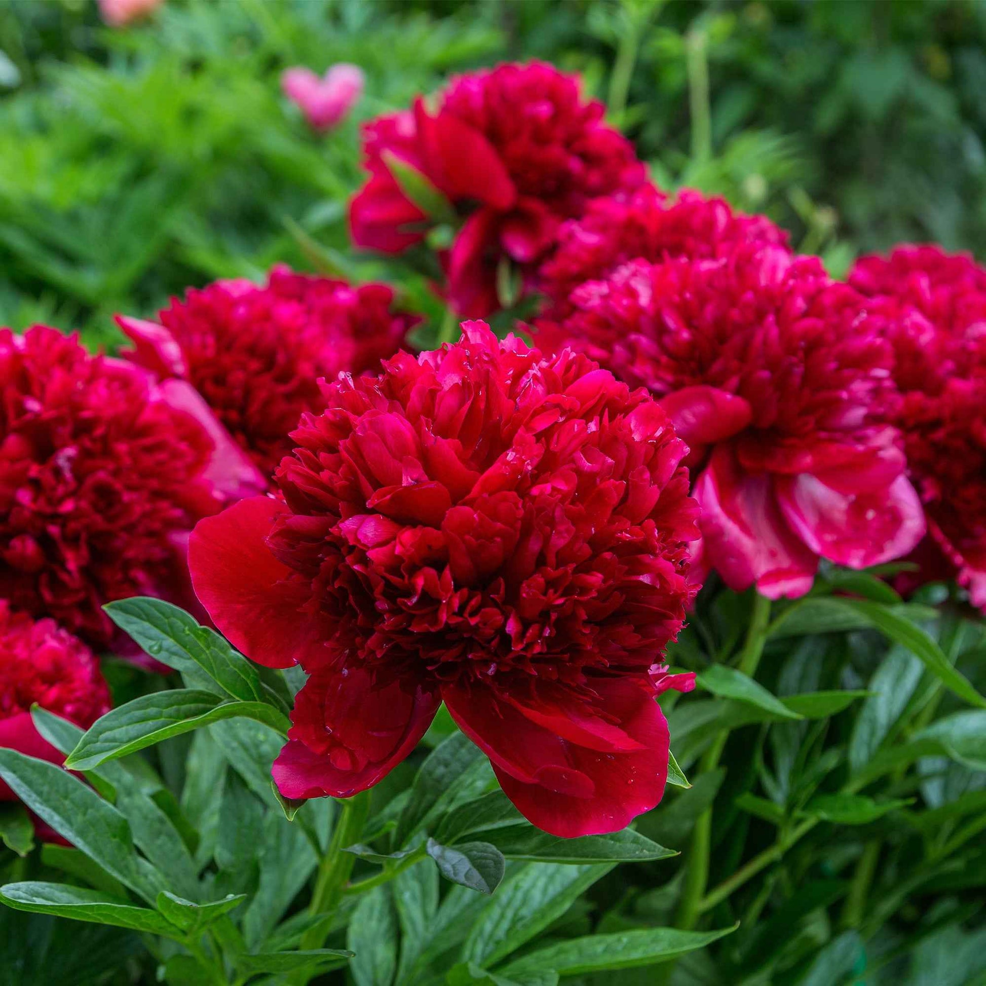 Pfingstrose 'Red Charm' + 'Immaculate' + 'Sorbet' Mischung (x3) - Paeonia lactiflora x Sorbet, Immaculée, Red Charm - Gartenpflanzen