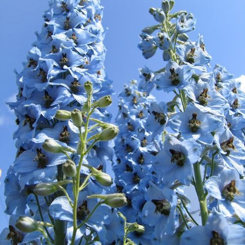 Rittersporn Ciel Bleu (x5) - Delphinium ciel bleu