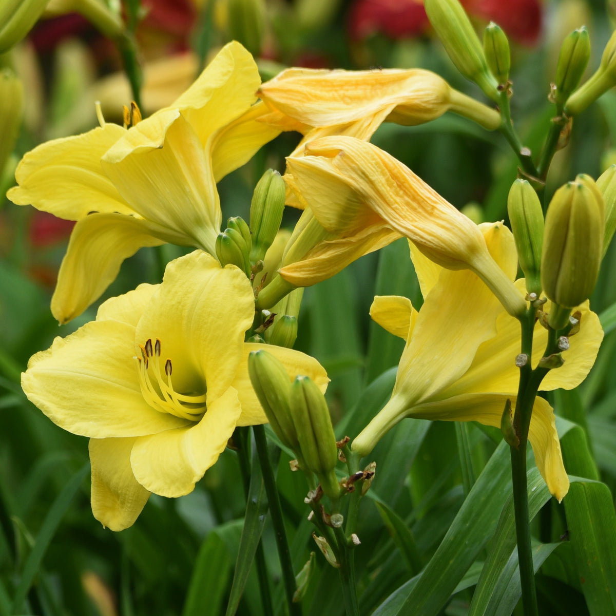 Duft-Taglilien ‘Fragrant Returns’ (x3) - Hemerocallis fragrant returns - Bakker