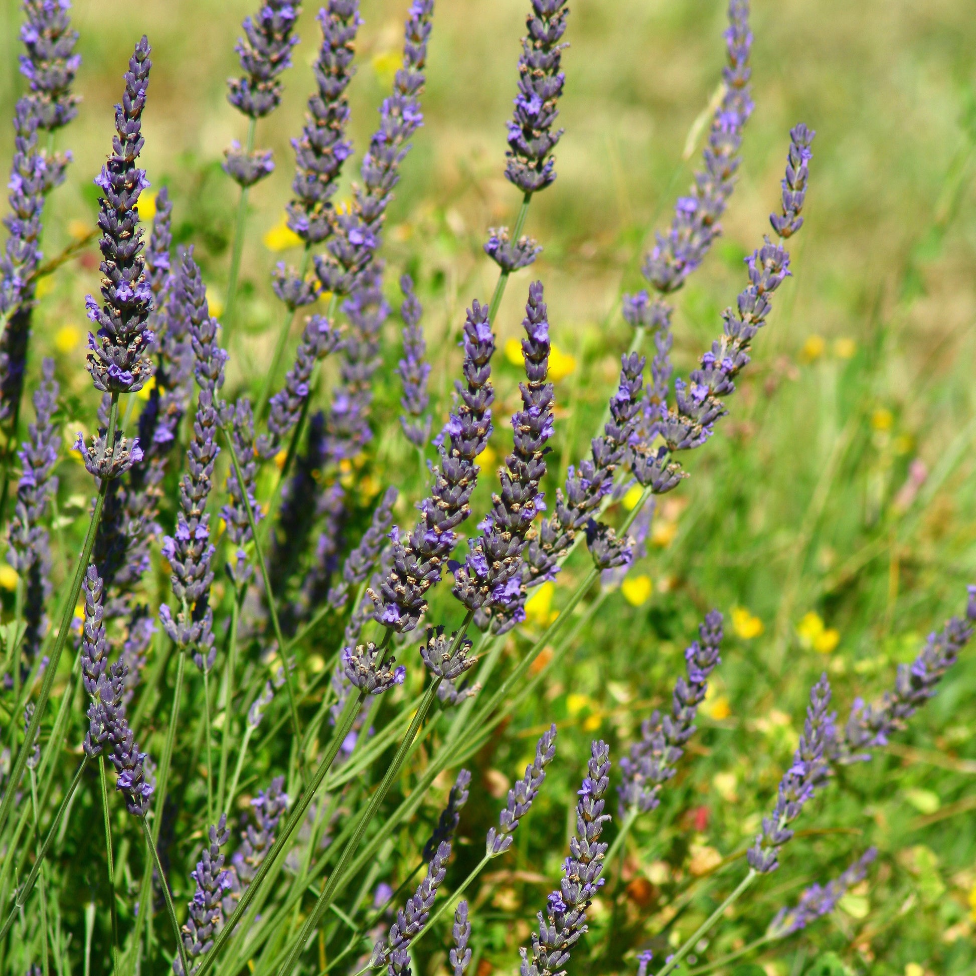 Lavendel Grosso - Lavandula angustifolia Grosso - Pflanzensorten