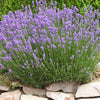 Lavendel Grosso - Lavandula angustifolia Grosso - Lavendula