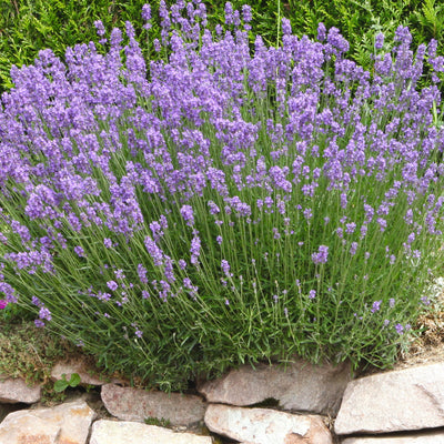 Lavendel Grosso - Lavandula angustifolia Grosso - Gartenpflanzen