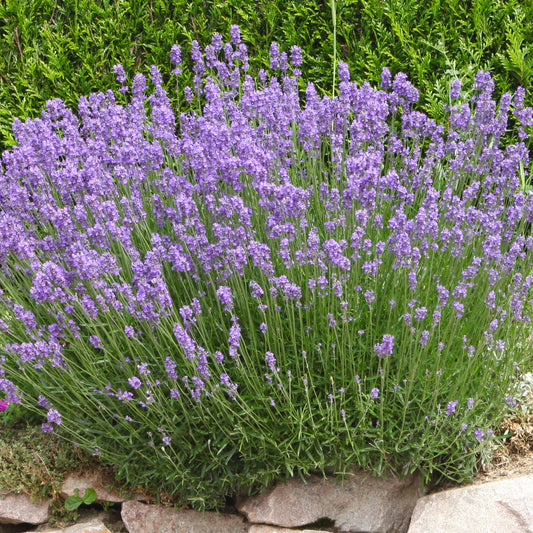 Lavendel Grosso - Bakker