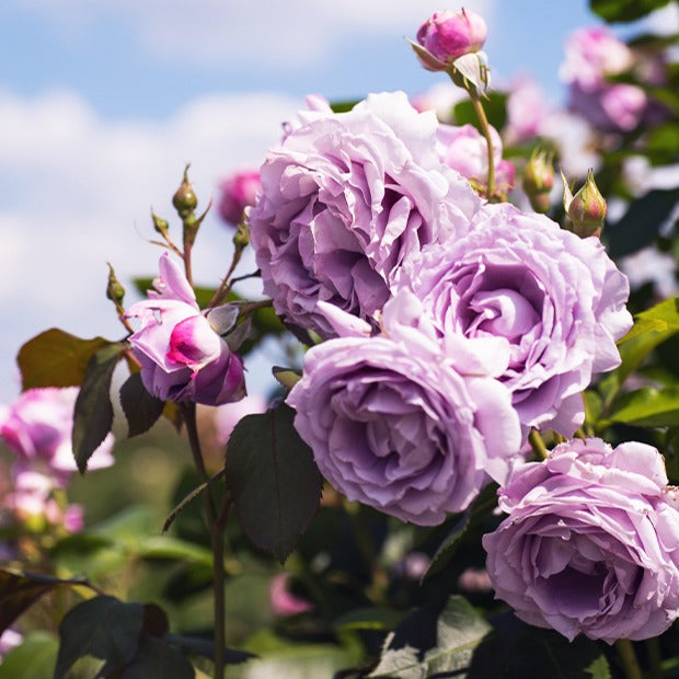 Kletterrosen Mischung (Metanoia, Musimara, Indigo) (x3) - Rosa 'métanoia', 'musimara', 'indigoletta' - Kletterrosen