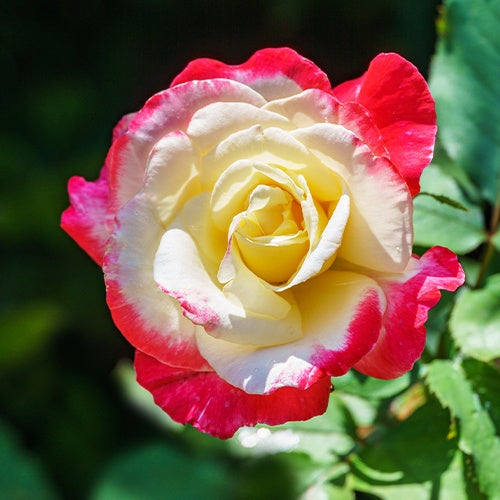 Strauchrose Double Delight - Rosa Double Delight - Pflanzensorten