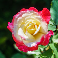 Kollektion Edelrosen ( Famosa +  Whisky +  Double Delight) (x3) - Rosa 'famosa', 'whisky', 'double delight' - Bakker