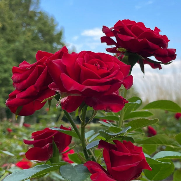 Strauchrosen Mischung (Doris Tysterman, Nostalgie, Barkarole) (x3) - Rosa doris tysterman, nostalgie, barkarole - Gartenpflanzen