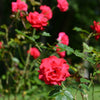 Strauchrose Shalom ® - Rosa Shalom - Pflanzensorten